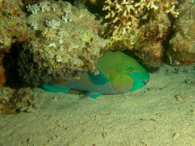 Photograph